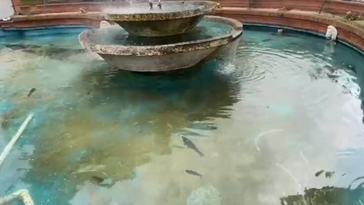 Informe caso peces en Circasia