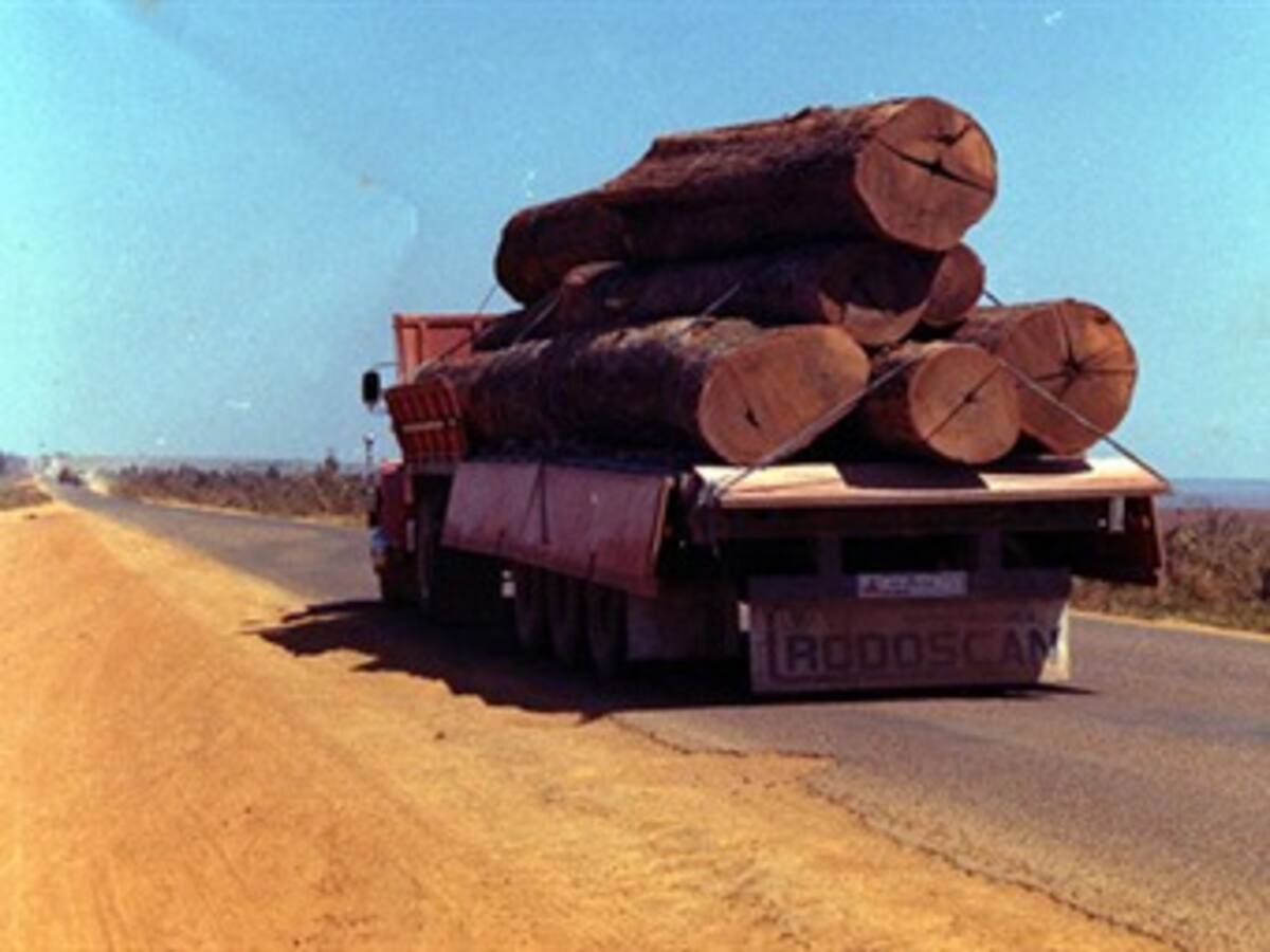 Impulsan legalidad y sostenibilidad para pymes madereras