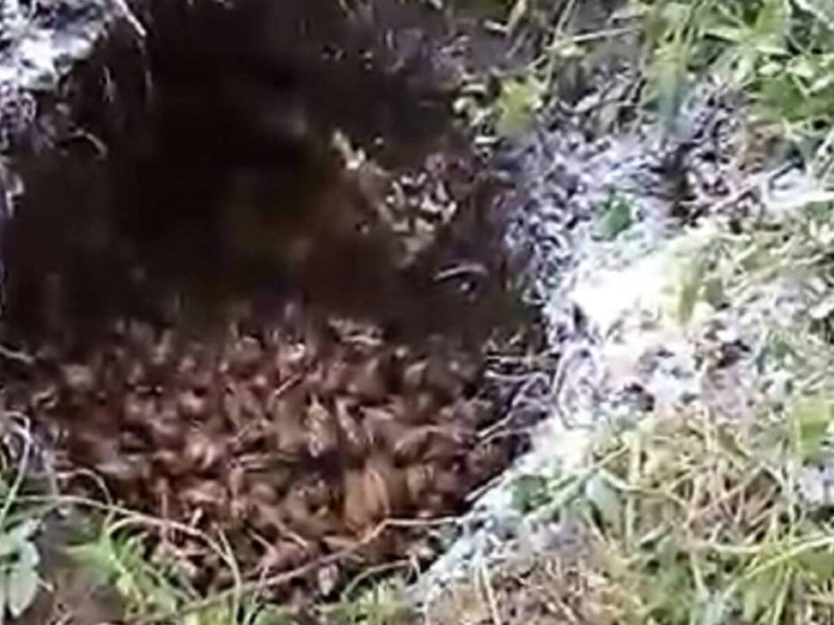 Recogen 60 kilos de caracol africano en Turbaco, Bolívar