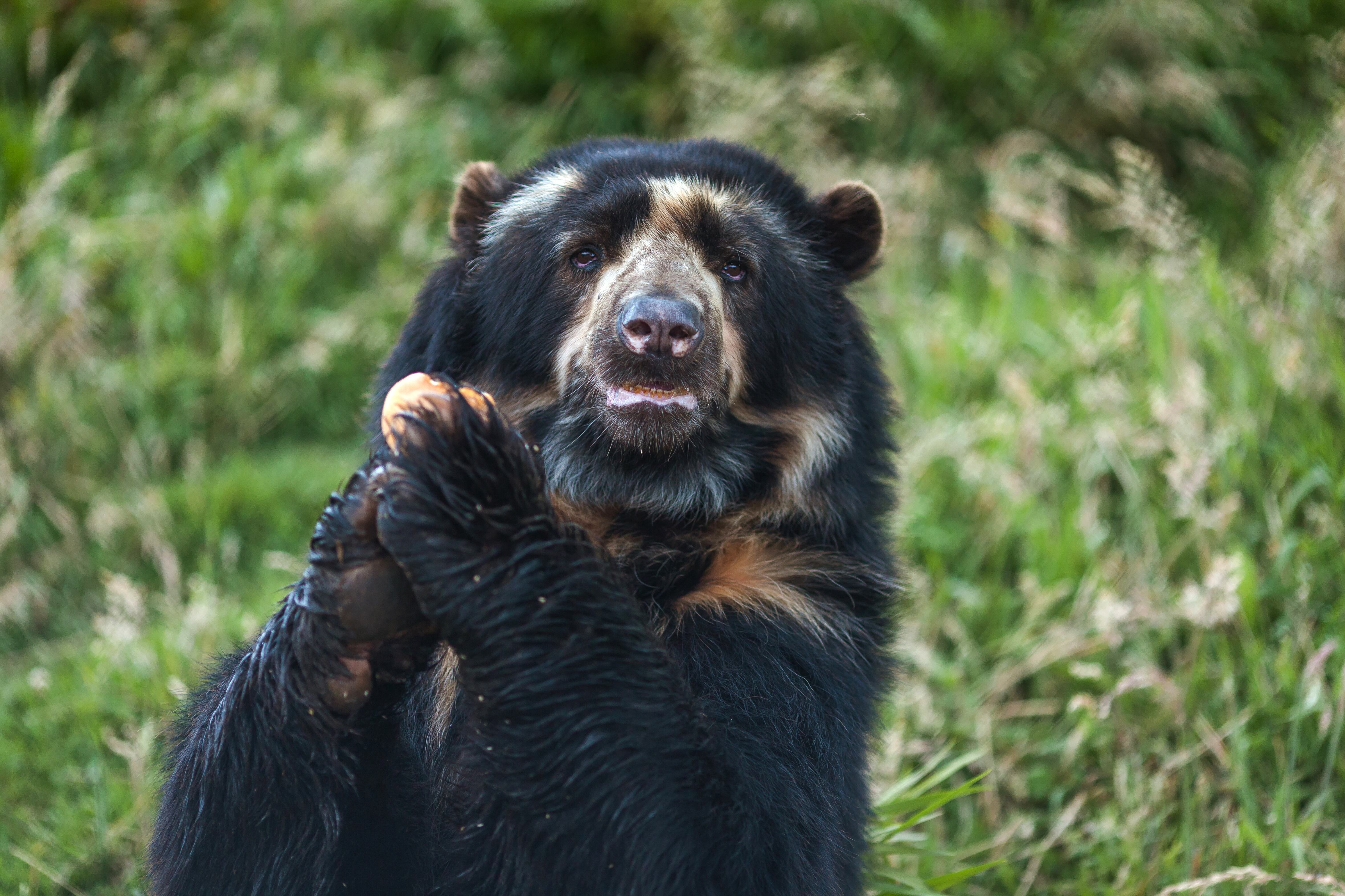 Oso de anteojos (Getty Images)
