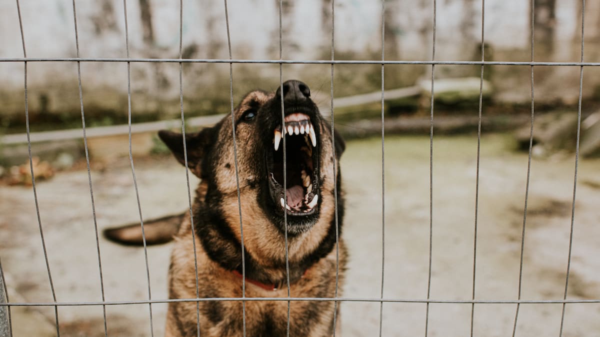 ¿Qué significa soñar con perros que atacan? Podría ser un reflejo de sus relaciones