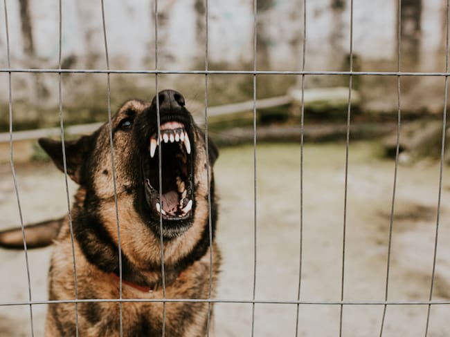 Qué significa soñar con perros que atacan - Getty Images