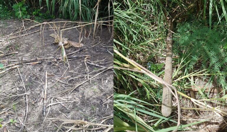 Lugar donde fue encontrada la fosa común