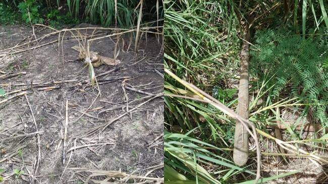 Lugar donde fue encontrada la fosa común