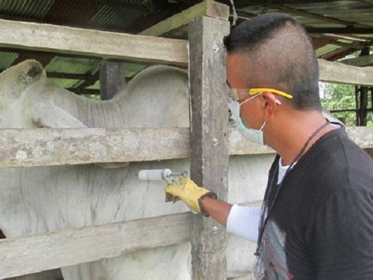 Minagricultura pide que ganaderos permitan vacunación contra la aftosa