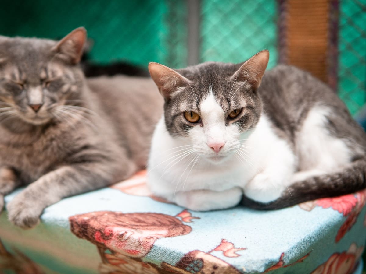 En Parques del Río, se realizará la primera ‘adoptatón’ de animales de compañía