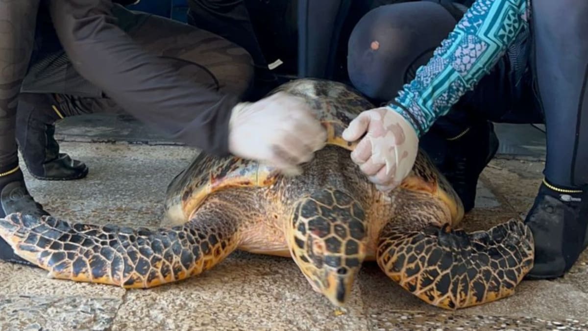 Corpamag rehabilita tortuga carey rescatada por Pescador de Tasajera