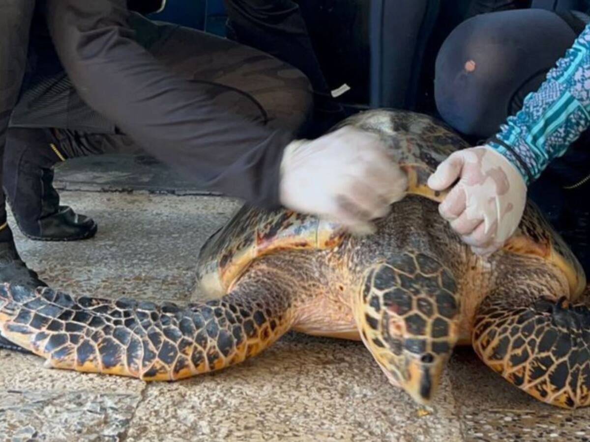 Corpamag rehabilita tortuga carey rescatada por Pescador de Tasajera