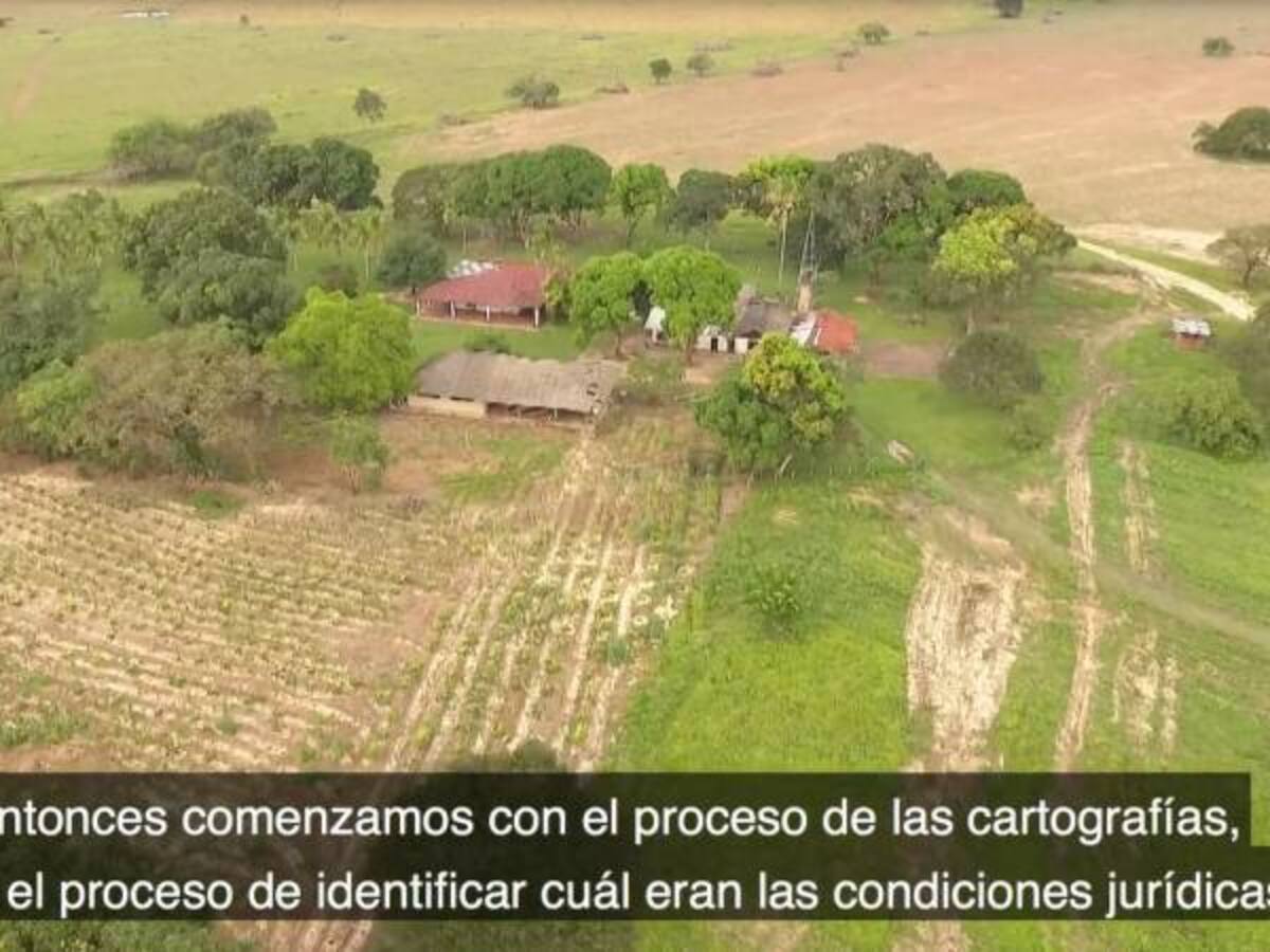 Ovejas está ordenando la casa