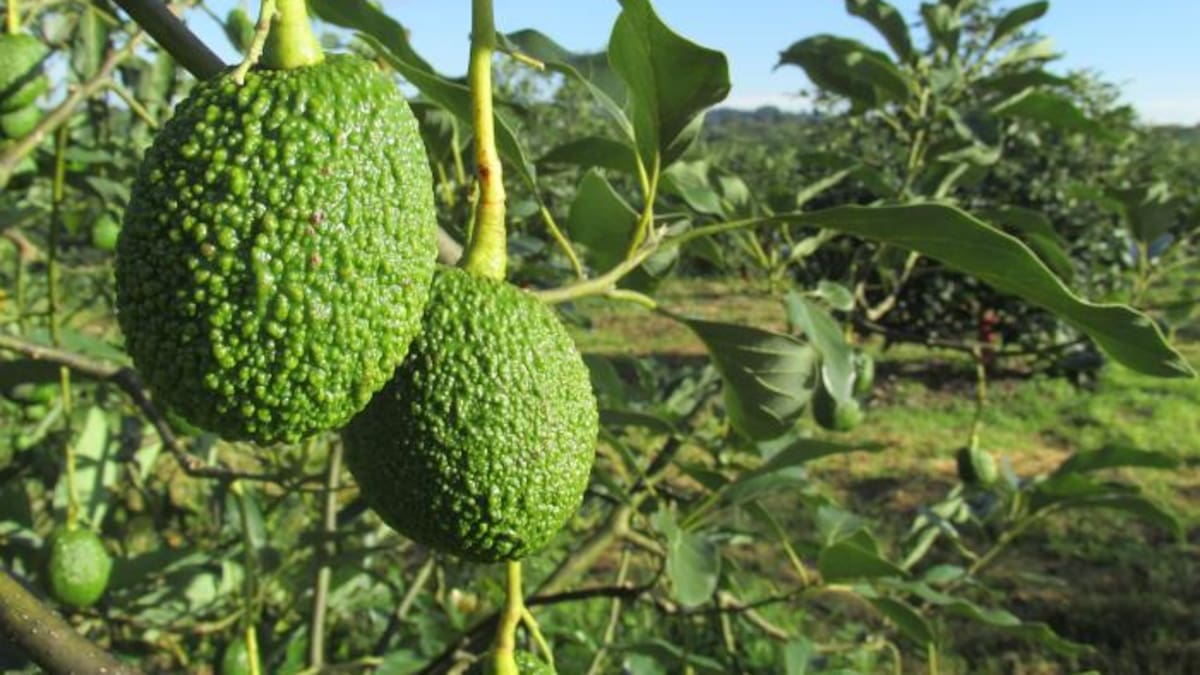 El cultivo del aguacate en el Huila, variedad, producción y proyección exportadora