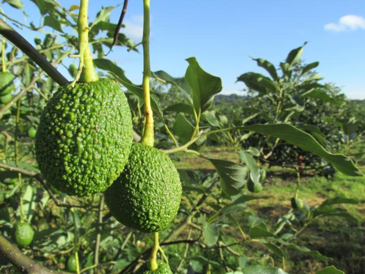 El cultivo del aguacate en el Huila, variedad, producción y proyección exportadora