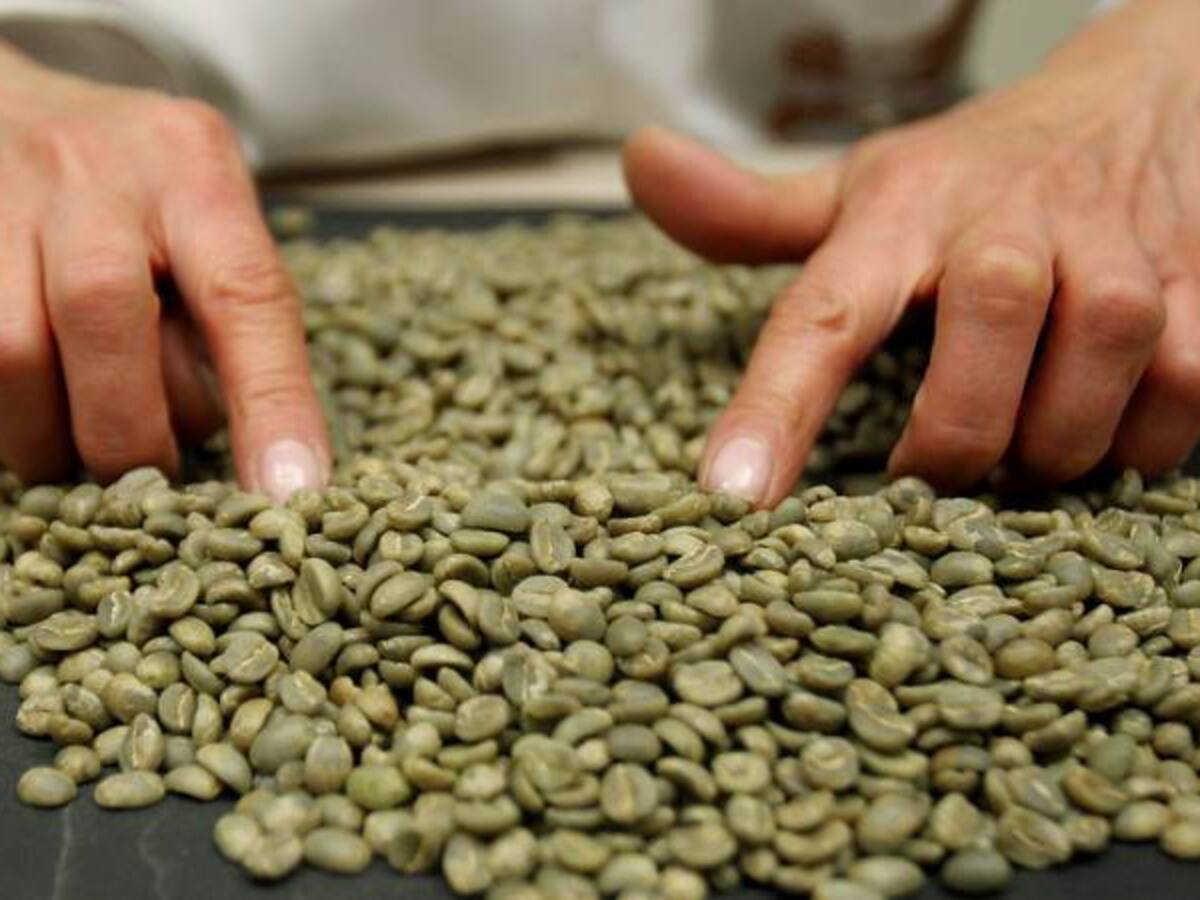 Se necesitan 60.000 recolectores de café