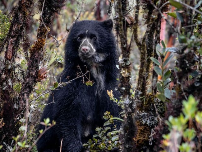 Según Juan Carlos Clavijo, jefe del Parque Nacional Natural Chingaza, el buen estado ambiental del páramo de Chingaza es la principal razón de la gran cantidad de osos de anteojos.