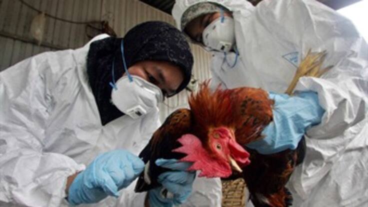 Aumenta a 33 el número de infectados por H7N9 en China