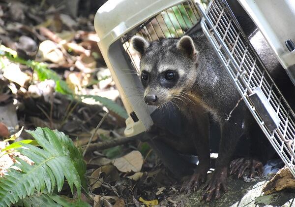 Estos procesos de liberación, que se dieron en áreas que cumplen con los servicios ecosistémicos para la permanencia de los animales en esos lugares.