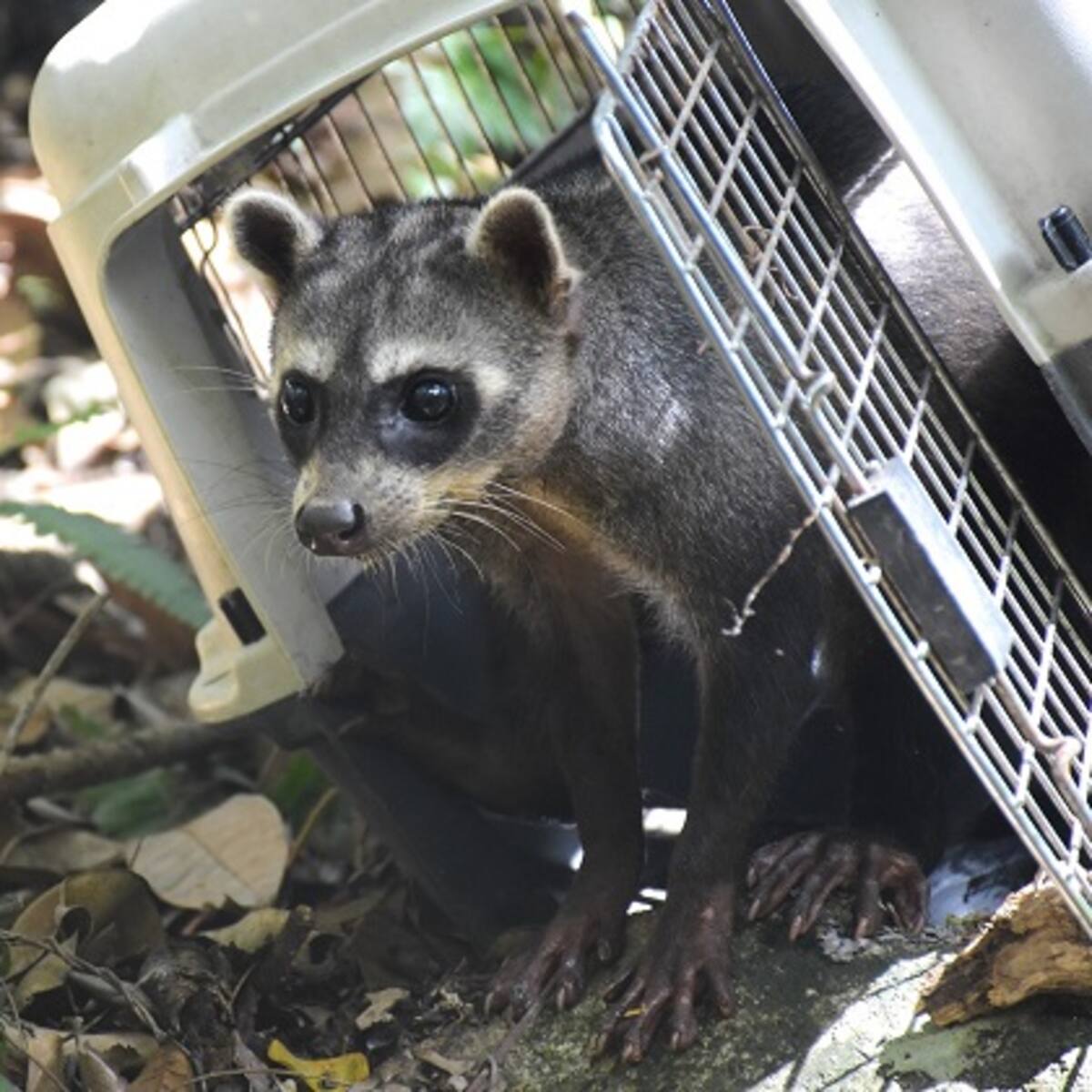 Continúan los rescates y liberación de animales silvestres en el Huila