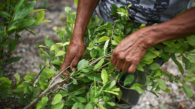 Enrique Gil respondió a las críticas del fiscal Néstor Humberto Martínez sobre el proyecto de ley que beneficiaría a pequeños cultivadores de coca. Foto: Getty Images