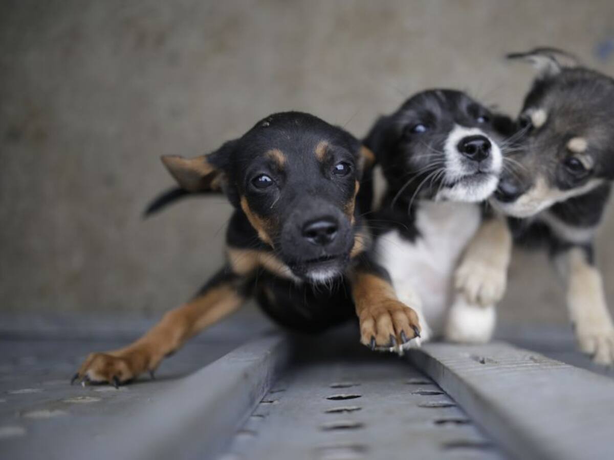 Por fuertes lluvias fundación que rescata perros quedo inundada