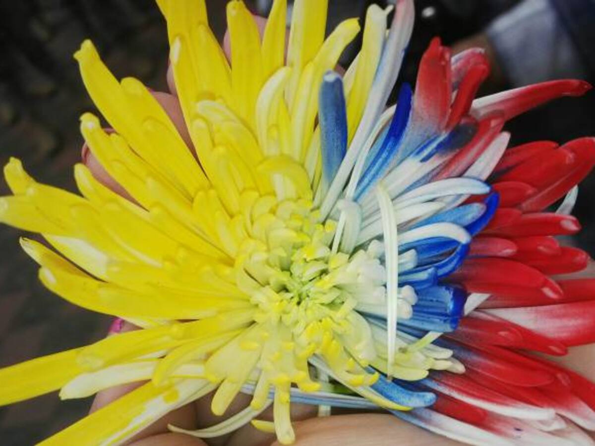 Así será la conmemoración del 20 de julio en Medellín