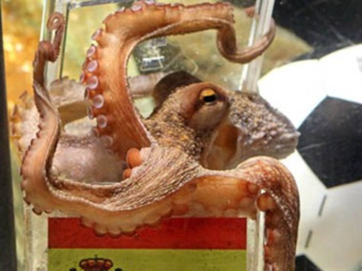 El pulpo Paul sería cedido a zoológico español