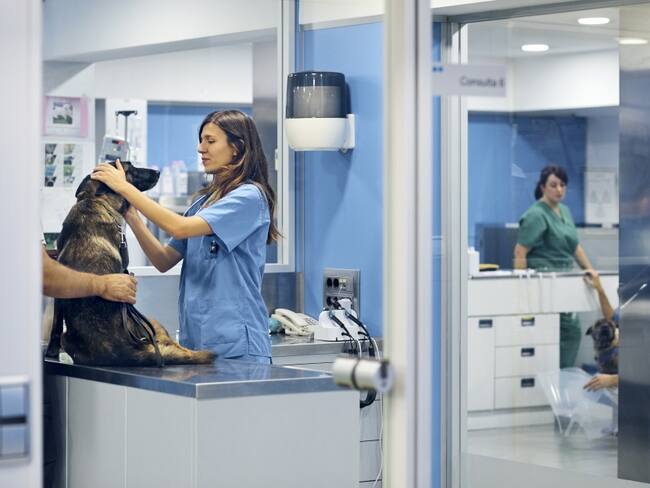 ¿Pueden los perros detectar el covid-19? Investigadores lo están intentando