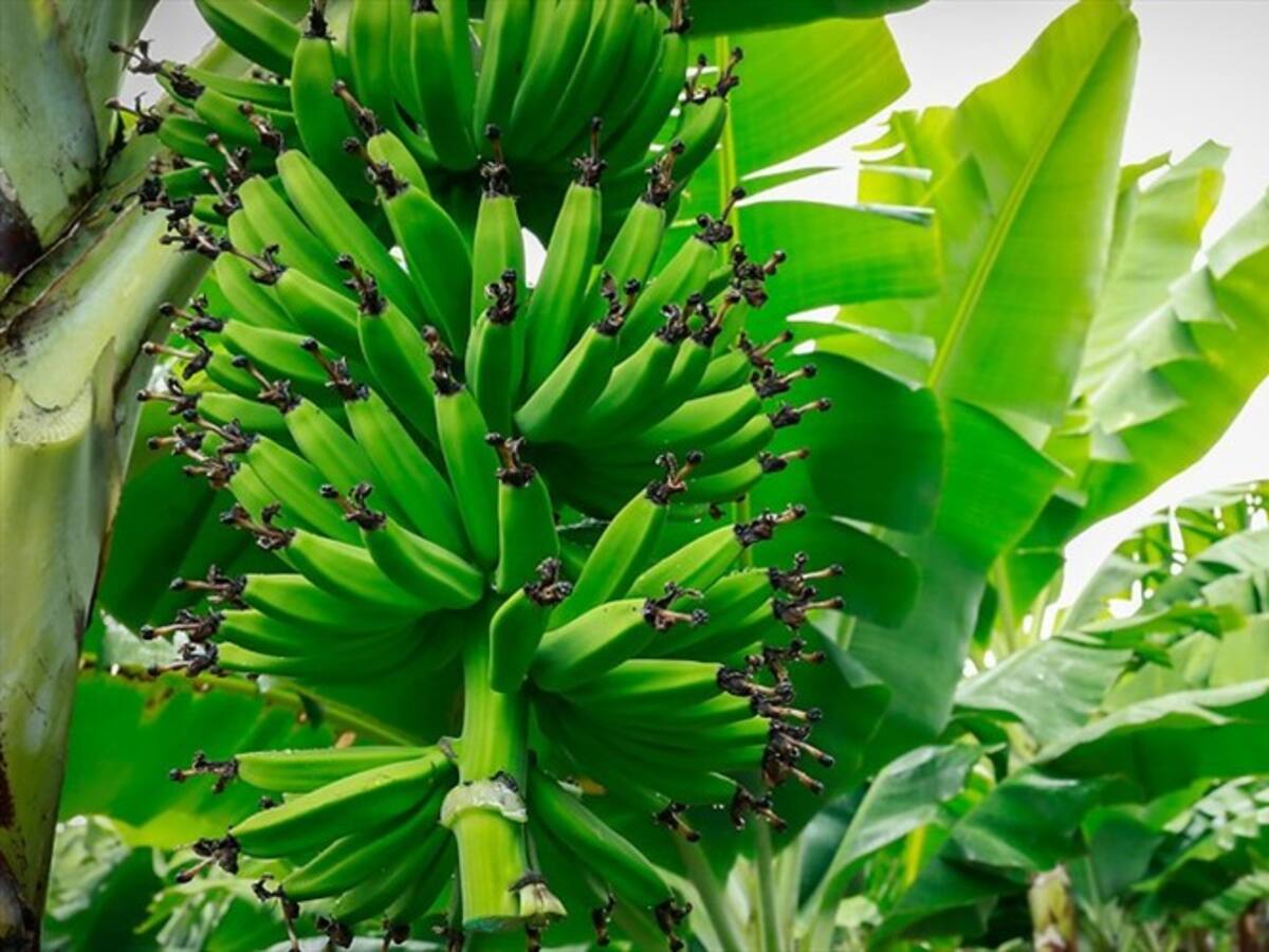 Así es la lucha de bananeros y autoridades para proteger la exportación del narcotráfico