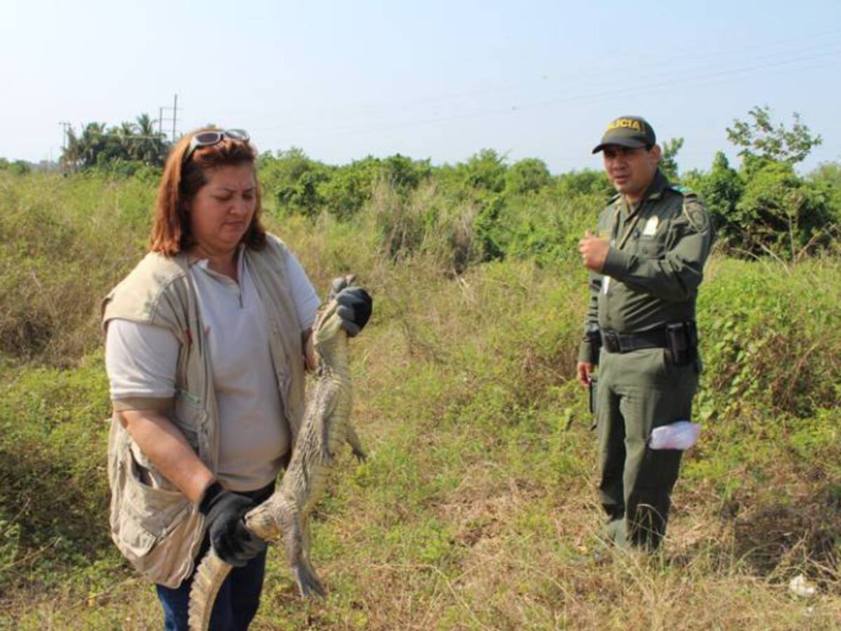 Cardique en Bolívar inició campaña contra el tráfico de especies