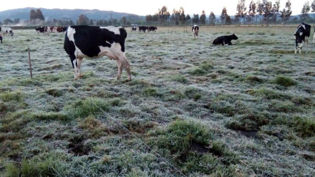 Analac: importaciones de leche “están disparadas”