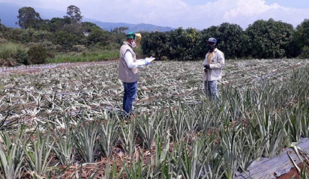 Producción agrícola en Colombia