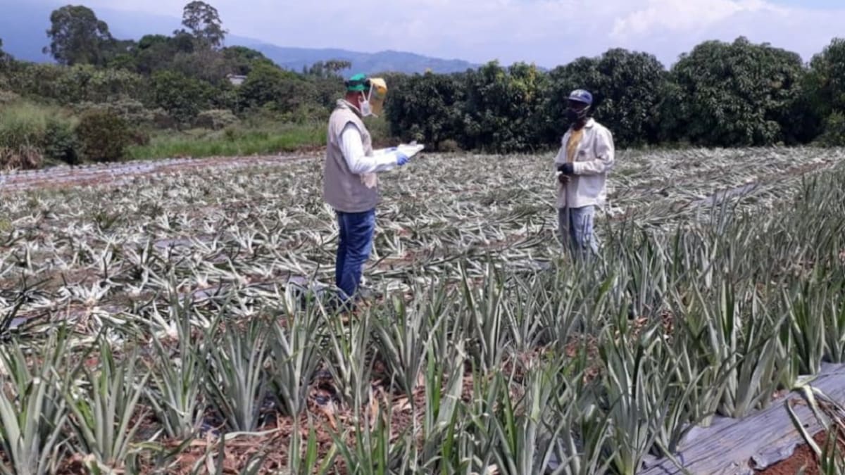 Colombia necesita nuevo modelo para fortalecer la producción agrícola