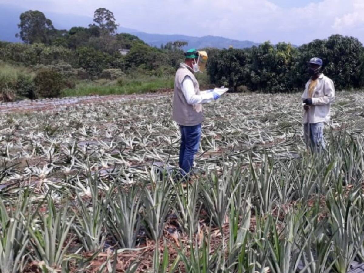 Colombia necesita nuevo modelo para fortalecer la producción agrícola