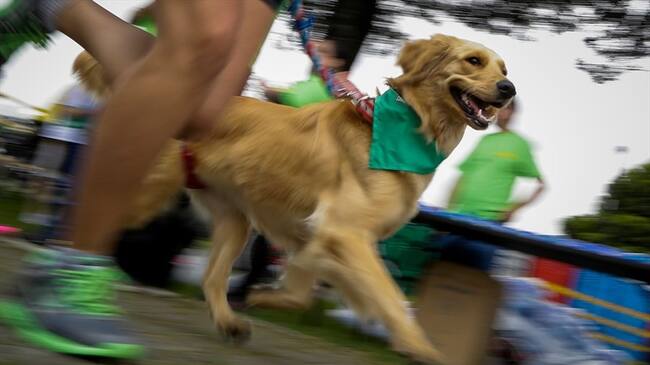Se confirmó la muerte de siete perros al parecer por envenenamiento. Foto: Colprensa