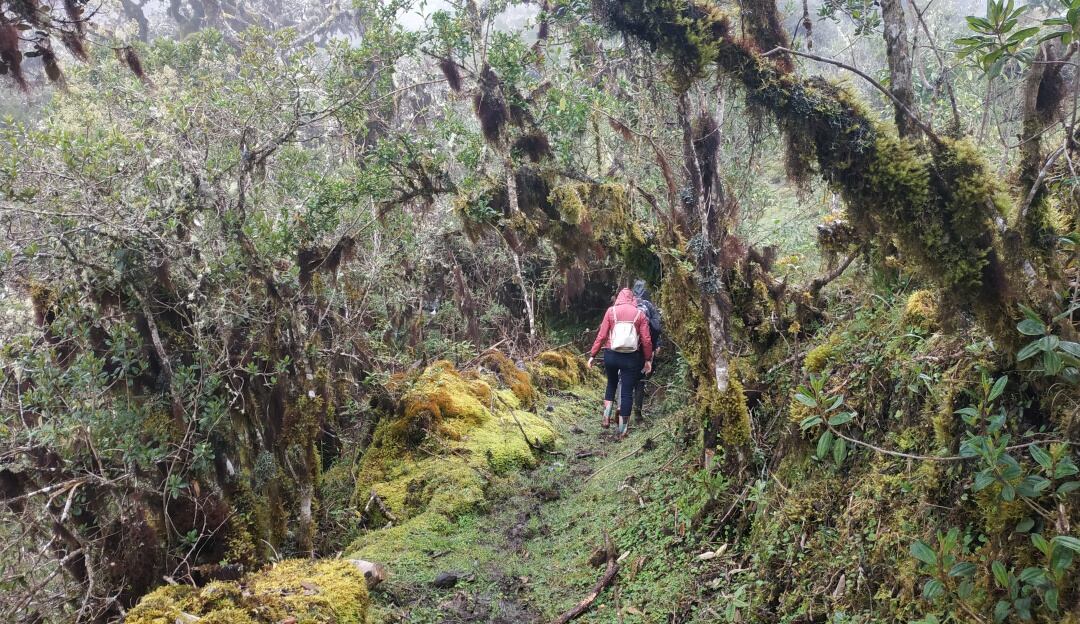 A cambio de cuidar los bosques, los campesinos reciben insumos y ayudas para producir sosteniblemente. 
