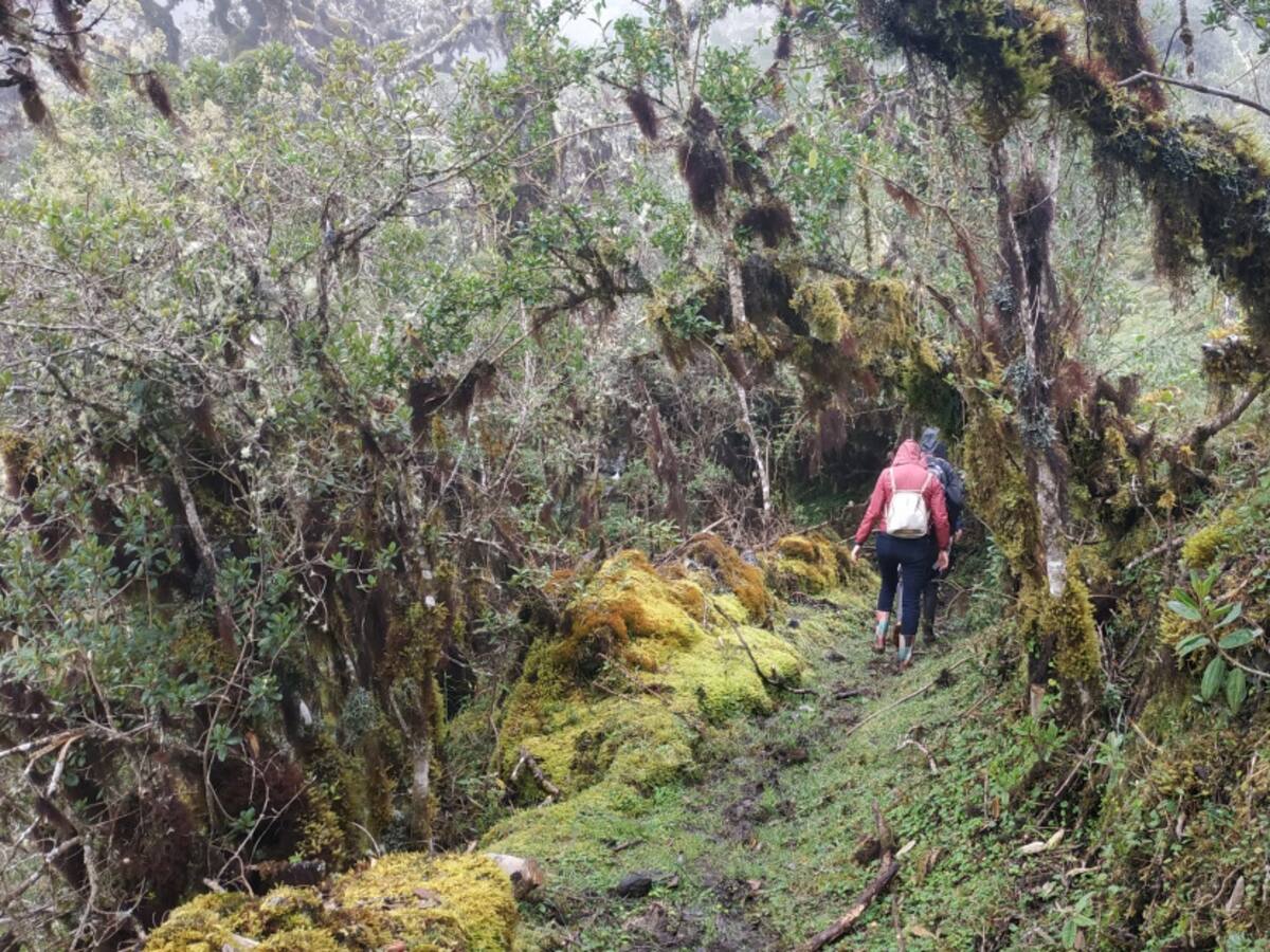 El trueque por los bosques de Santurbán