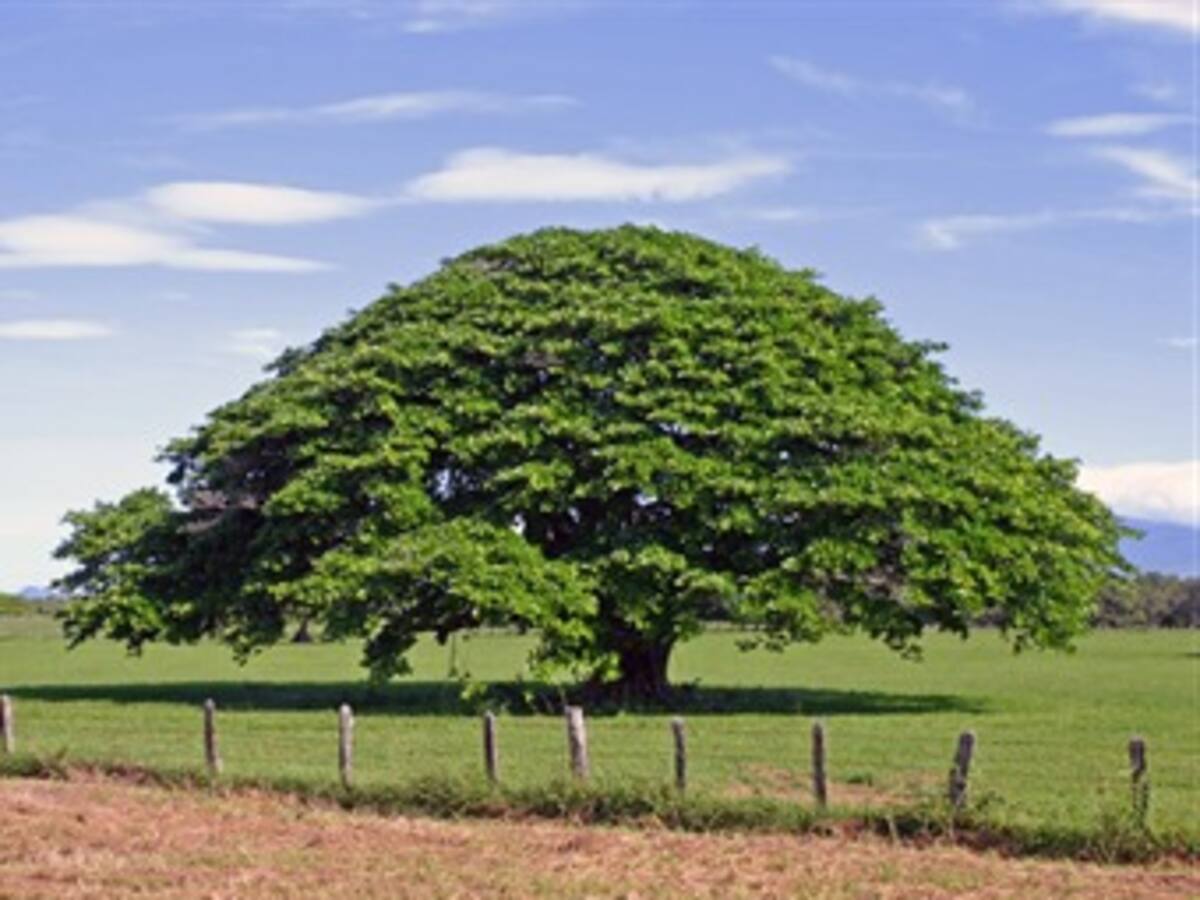 Árboles viejos, capturan más carbono que los jóvenes