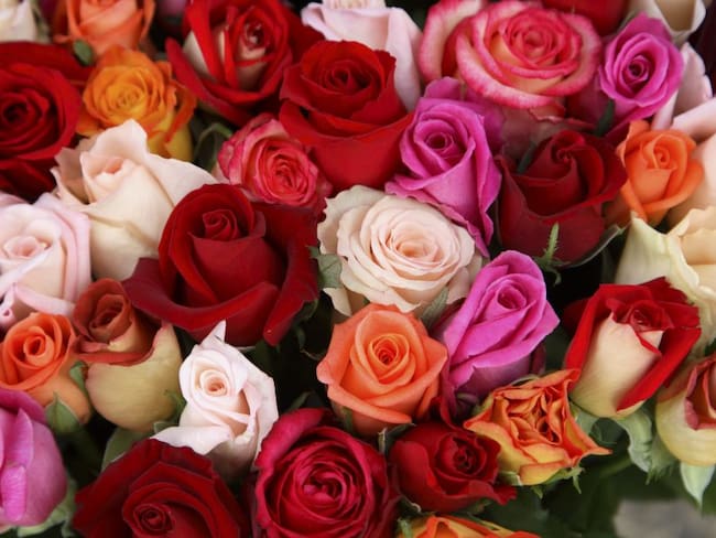 Regalar rosas en San Valentín, un problema ambiental más