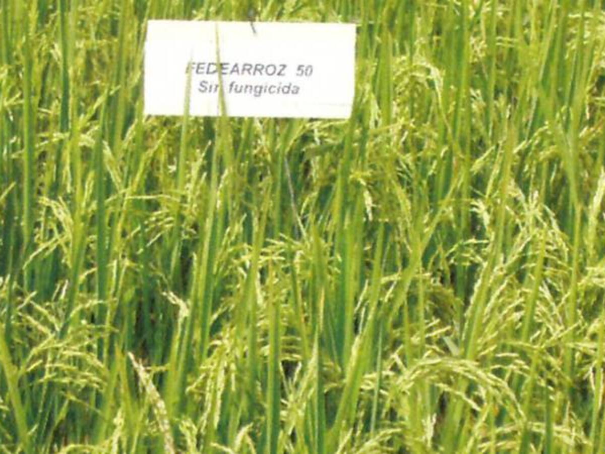 Dignidad arrocera no avala reducción de áreas de siembra