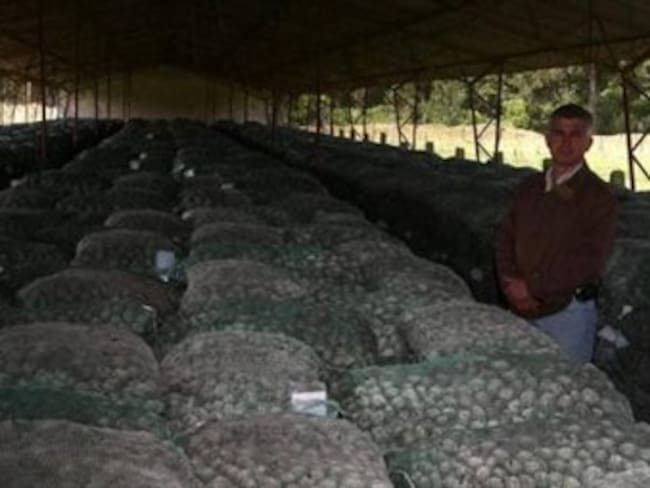 Productores de papa trabajan a pérdida por bajos precios y alto costo de insumos: Fedepapa