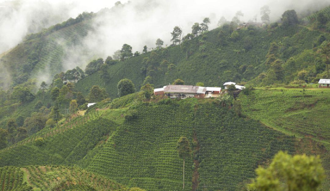Cafetales del Tolima
