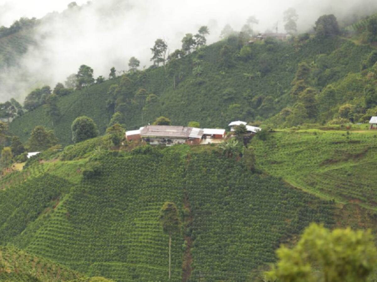 Venta a futuro de la cosecha, alternativa para caficultores