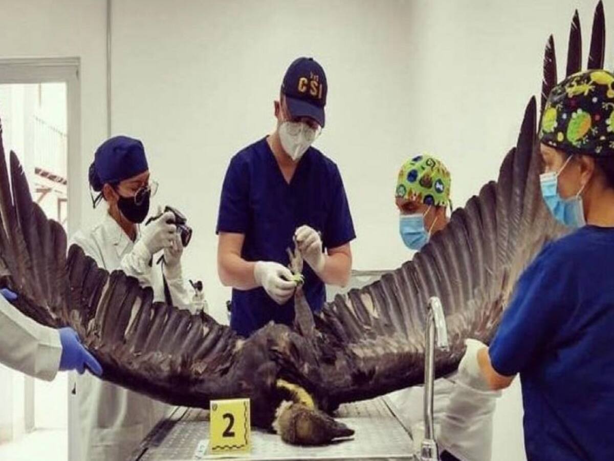 Cóndores muertos en Santander serán donados al Instituto Humboldt