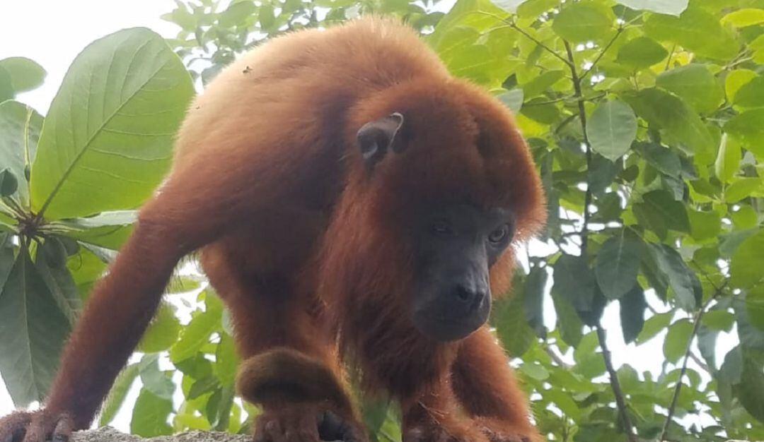 La fundación Verde que te quiero Verde pidió la presencia de las autoridades para rescatarlos y evitar que se registre otro accidente