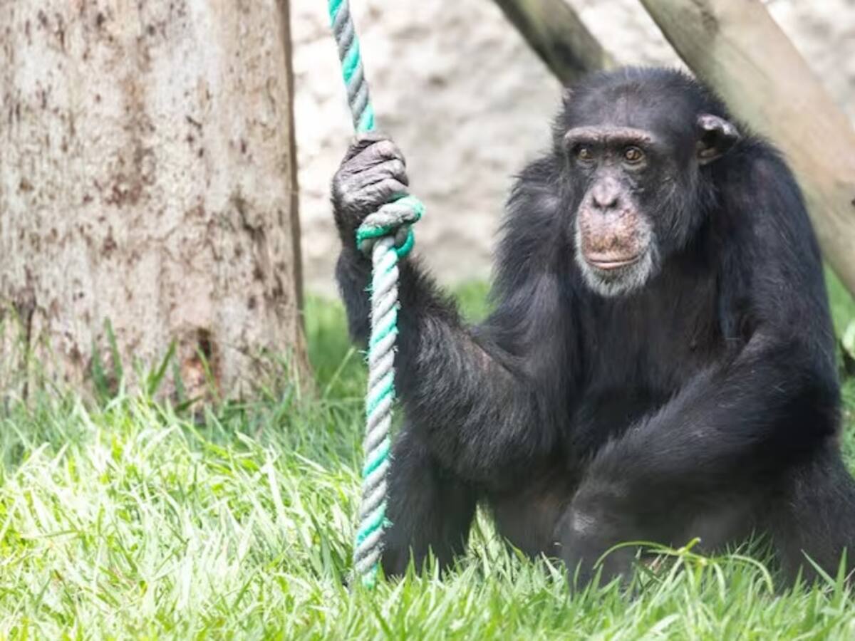 Yoko, el único gran simio de Colombia, será libre