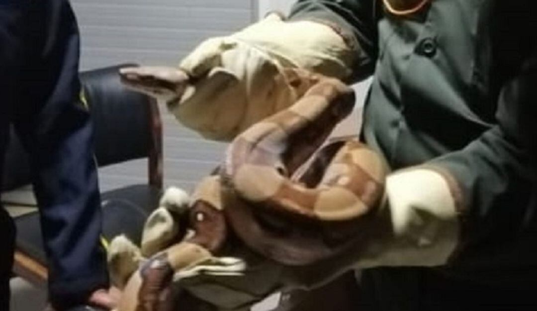 Animales recuperados