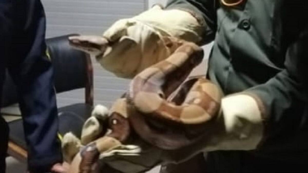 Recuperados en Caldas doce animales silvestres que estaban en cautiverio