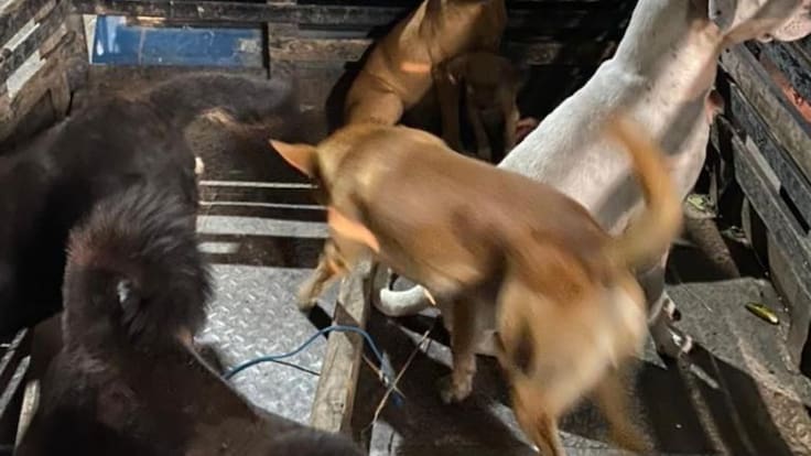 Alejandro Gaviria, fiscal del Grupo Especial para la Lucha contra el Maltrato Animal