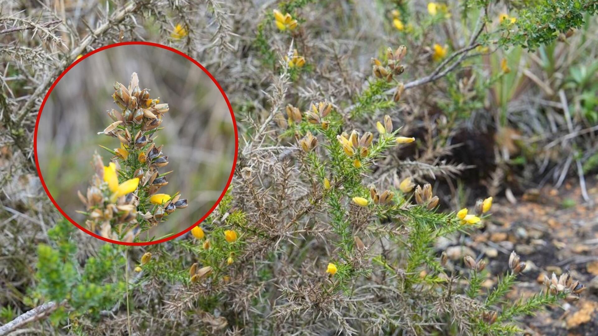 La especie altera dinámicas ecológicas de los territorios donde se establece. Foto: Corantioquia.
