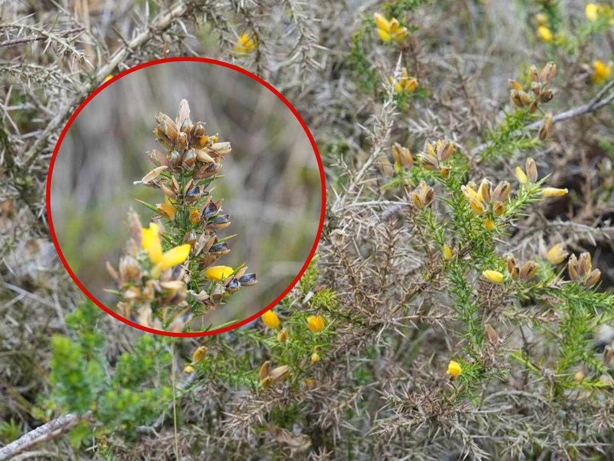 Corantioquia encontró especie invasora europea en el Páramo de Santa Inés