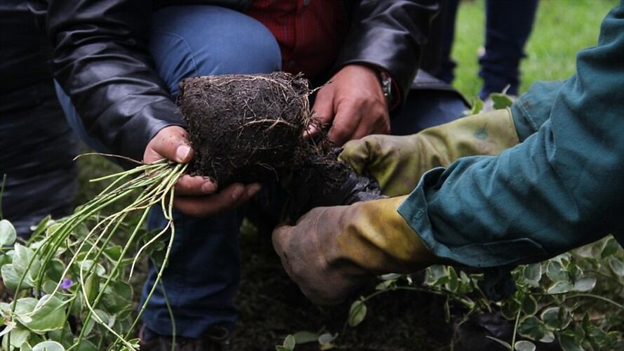 Implicados en delitos contra el medio ambiente tuvieron que sembrar arboles. Foto: Colprensa