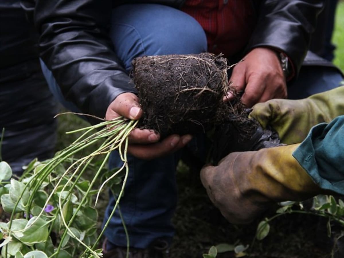 Implicados en delitos contra el medio ambiente tuvieron que sembrar arboles